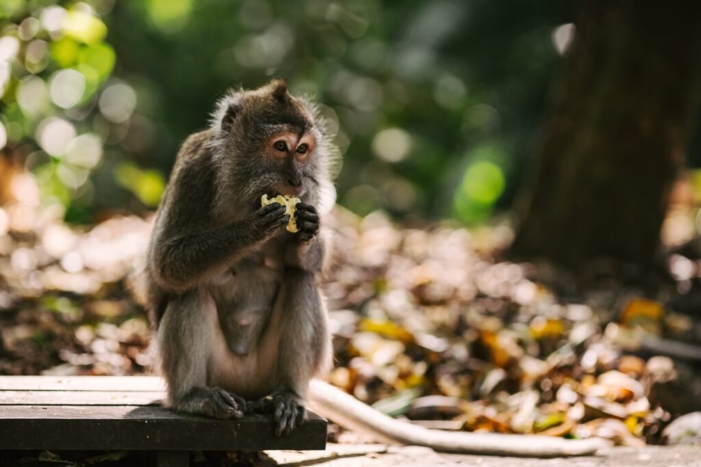 monkey-forest-ubud-bali